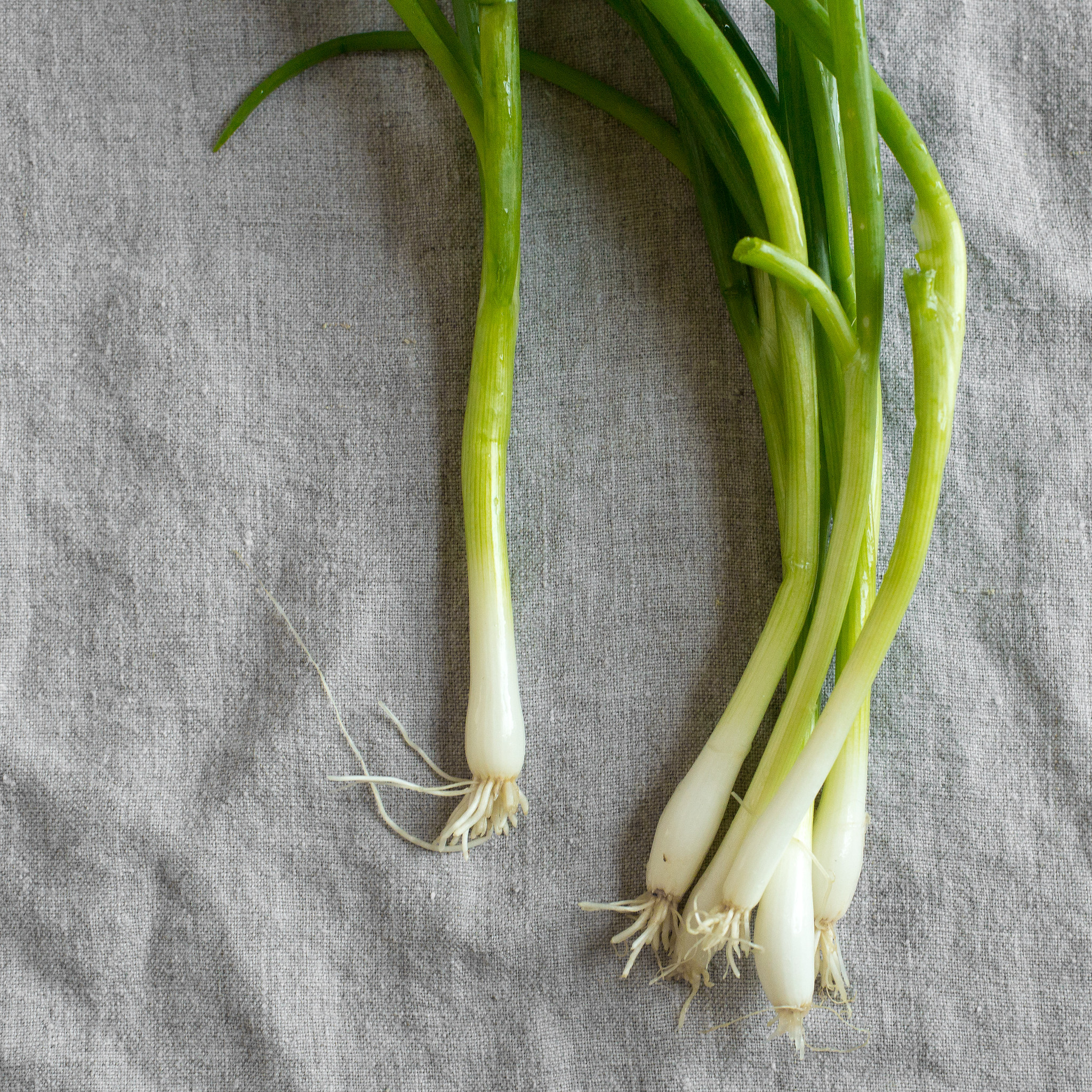 green onions - Doctor Yum Recipes